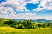 countryside summer landscape in mountains on fine weather day. grassy rural field near the forest on a hillside under blue sky with some clouds