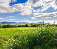 beautiful countryside landscape. wild flowers on rural field near the forest on a tranquil summer day. mountain ridge under cloudy blue sky