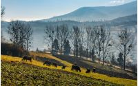 cow grazing on hillside in autumnal countryside. lovely agricultural scenery in Carpathian mountainous rural area