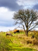 cows grazing on rural field near the tree with no foliage whatsoever. grass fed cattle on the steep hill. dramatic autumnal weather in countryside of ukraine