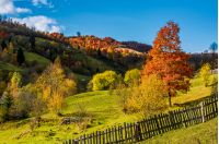 deep autumn sunny day in mountainous rural are. beautiful orange foliage of a tree on a grassy meadow behind the fence. gorgeous weather with few clouds on a blue sky
