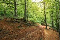 dirt road through beech forest. travel background. summer nature scenery