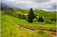 dirt road through grassy slope in rural area. beautiful countryside of Carpathian mountains on an overcast springtime day