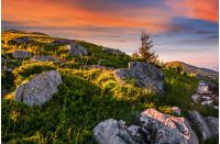 epic landscape of Carpathian high mountain ridge. lonely spruce tree among huge rocks on grassy hillside. gorgeous vewpoint with hills and peaks in the distance. spectacular scenery with blue sky and clouds in summer time