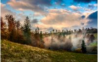 evening fog in forest on a hill. dramatic sky in autumn at sunset