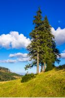 evergreen tree on a hillside meadow in high mountains on a summer day