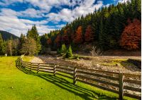 fence on the meadow near forest river in autumn mountains. few red foliage trees among spruce forest on hill