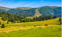 few cows grazing on hillside meadow. rural fields near the forest. beautiful countryside summer landscape. tilt-shift lense effect