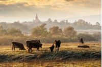 Carpathian rural area behind the village  with some cows in fog on meadow at frosty autumn morning
