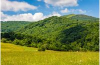 field with wild herbs in summer. mountain landscape in fine weather with blue sky and puffy clouds