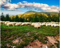Composite image of rural landscape with flock of sheep on the hillside meadow at the foot of the mountain in Romania