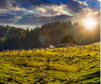 flock of sheep under the rainbow on the meadow on hillside near the fir forest in mountains of Romania in evening light