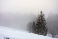 morning fog in spruce forest in winter sunrise