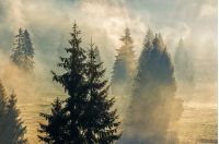 forest; spruce; landscape; pine; fog; tree; green; nature; trees; smoke; mountain; morning; mist; foggy; background; beautiful; light; natural; color; autumn; view; season; park; woodland; misty; forest; conifer; mysterious; haze; dawn; coniferous; blue; meadow; outdoor; spectacular; environment; fantasy; sunlight; sunrise; aerial; woods; path; sunset; scenery; treetops