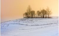 morning fog in spruce forest on hillside in winter warm sunrise