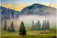 cold morning fog with hot sunrise in conifer forest in  mountains of Romania