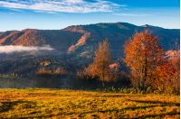 cold morning fog with golden hot sunrise in the valley of Carpathian mountain range. green grass and trees with colorful foliage on the hillside meadow lit by first rays of sun
