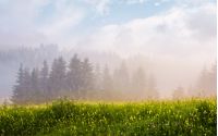 foggy sunrise in spruce forest. gorgeous summer scenery on a grassy meadow with wild herbs
