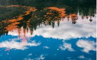 beautiful nature background of foliage on the water reflecting spruce forest and cloud