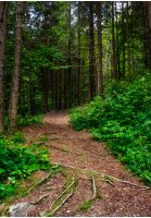 footpath in ancient coniferous forest. lovely nature scenery in summertime