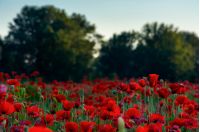 forest behind the poppy field. lovely nature scenery in evening light.
