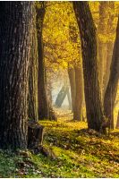 tall trees with yellow and orange foliage in autumn forest on sunny day