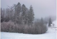 forest in haze with trees in hoarfrost. lovely nature scenery in winter