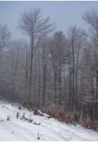 forest in haze with trees in hoarfrost. lovely nature scenery in winter