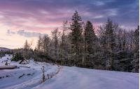 forest in hoarfrost on snowy hillside at dawn. gorgeous nature scenery in winter with magenta sky