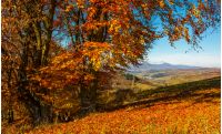 bench near tall trees with red foliage on hillside in Carpathian mountains with high peak in the distance on sunny autumn day