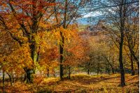 forest; foliage; yellow; orange; nature; park; scenic; tree; wood; autumn; fall; leaf; tall; old; season; outdoor; tourism; wood; fresh; yellow; red; sunny; blue; landscape; leave; colorful; colors; background; environment; vibrant; bright; countryside; branch