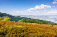 forest landscape of carpathian mountain range with in summer. beautiful alpine scenery with distant valley. fluffy clouds on the blue sky in evening light