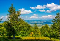 forest on a hillside of Carpathian Mountain Ridge. Beautiful late evening with clouds in the sky in august