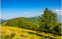 forest on a hill side meadow in high mountains. beautiful summer landscape in fine weather