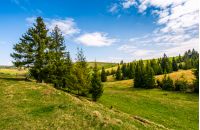 forest on a hill side meadow in high mountains. beautiful spring landscape in fine weather