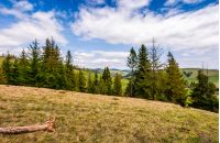 forest on a hill side meadow in high mountains. beautiful spring landscape in fine weather