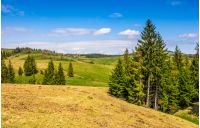 forest on a hill side meadow. beautiful summer landscape in fine weather