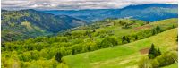 Panoramic rural landscape. forest in mountain rural area. green agricultural field on a hillside. beautiful summer scenery