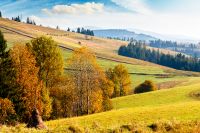 forest on grassy hill in autumn. beautiful rural scenery with rolling pasture. mountainous countryside of transcarpathia. sunny day. warm october weather in carpathians