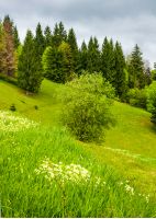 forest on grassy hillside in springtime. lovely nature background