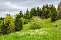 conifer forest on the hillside meadow with few flowers in fresh grass