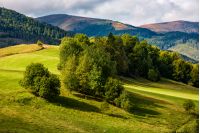 forest on hillside near the footpath through meadow. exquisite mountainous landscape in autumn morning light
