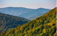 forest on mountain hillside at sunrise. beautiful scenery in early autumn