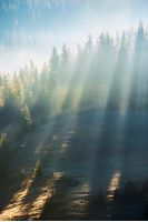 forest on the hill in fog. view from the bottom. gorgeous scenery at sunrise. beams of light come through shade of trees. wonderful nature background