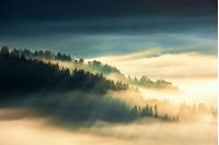 forest island on the hill in the sea of fog. view from the top. gorgeous scenery at sunrise. wonderful nature background