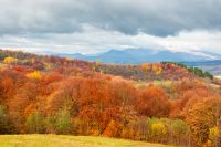 forest on the hills of carpathian mountains. rural landscape with trees in colorful foliage in morning light under rainy sky. cloudy autumn morning