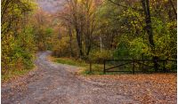 park; trail; path; forest; green; foliage; nature; scenic; trees; wood; tree; grass; autumn; wooden; walk; wilderness; old; season; outdoor; fence; bush; woods; road