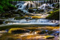 forest stream runs along the ferns, water splashes on the rocks near the cascade