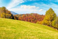 forested hill of carpathian mountain range in autumn. grassy pasture in deciduous woodland of ukraine in fall season. blue sky with clouds