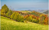 forested rural hillsides in autumn. trees with red foliage on a grassy slopes of Carpathians. mountain ridge with high peak slightly visible in the far distance 